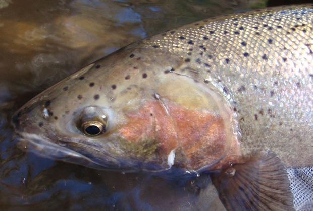 Feature Story: About steelhead; the fish of a 1,000 casts