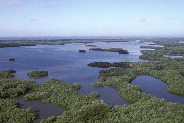 Conservation: Mangrove restoration study underway in FL’s Rookery Bay Reserve