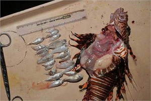 Lionfish-Eat-Everything-Stomach-Contents