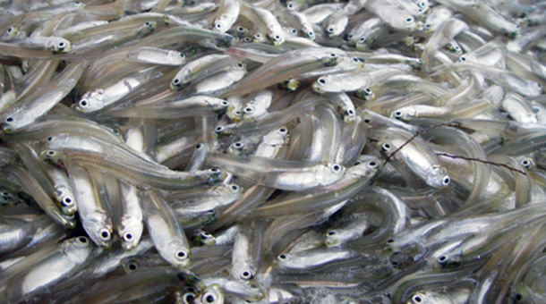 News: MAFMC meets in Baltimore Dec. 8-11 to manage Atlantic states’ forage fish
