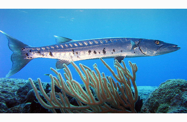 Take Action: Help regulate the disappearing barracuda