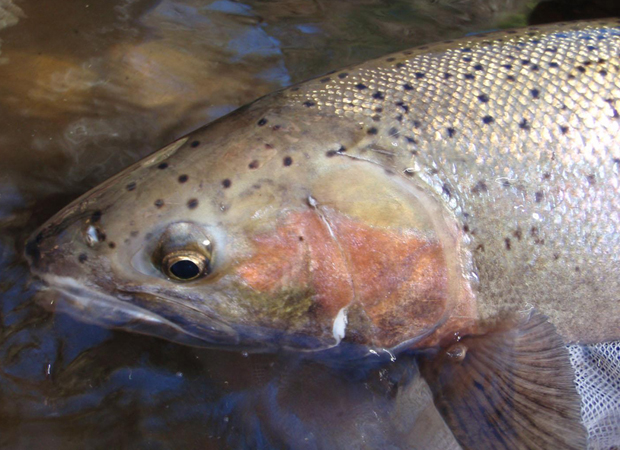 News: Trout Unlimited to launch the Wild Steelhead Initiative