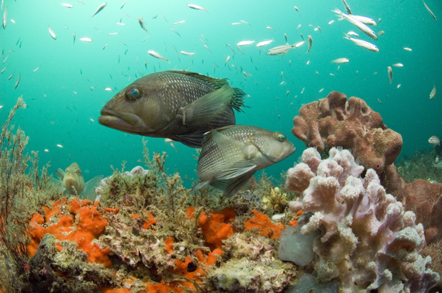News: Tracking fish populations as the climate changes