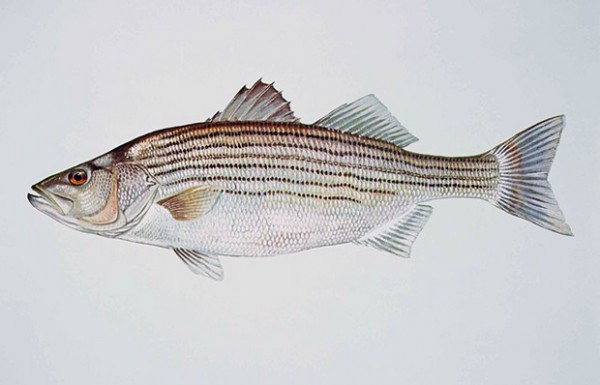 By Raver Duane, U.S. Fish and Wildlife Service [Public domain], via Wikimedia Commons