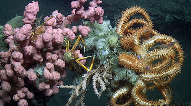 Take Action: Protect ancient corals from destructive fishing trawls!