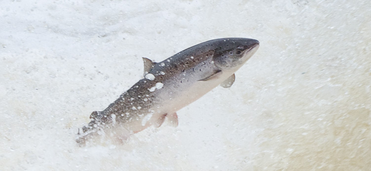 News: More Norwegian salmon farms suffer escapes due to storms