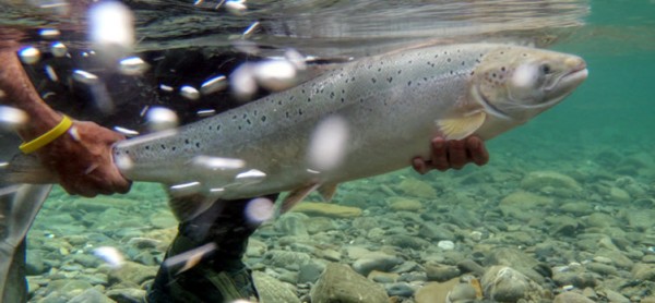 Photo by Atlantic Salmon Ferderation