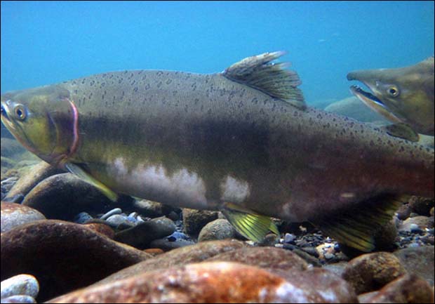 Video: The Return Of The River, Elwha And Salmon