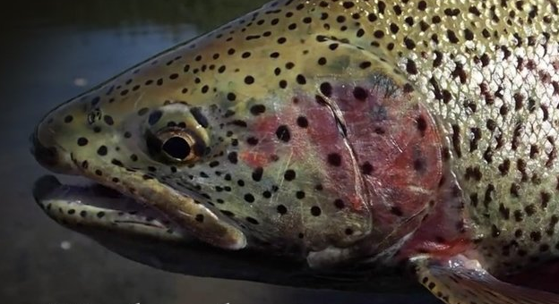 Video Roundup: Fly Fishing the Green, Unbroken, Below the Canopy