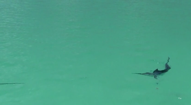 Video: Fraser Island inshore marlin on the fly