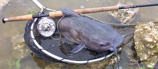Feature: Catfish are the cat's meow - Fly Life Magazine