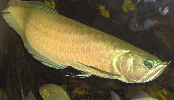 Golden Arowana. By User:Qwertzy2 (Taken by User:Qwertzy2) [GFDL (http://www.gnu.org/copyleft/fdl.html) or CC-BY-SA-3.0 (http://creativecommons.org/licenses/by-sa/3.0/)], via Wikimedia Commons