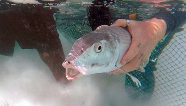 Tagged fish release Eleuthera Bahamas