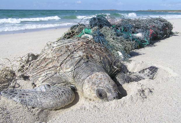 Conservation: More on marine debris and “Ghost Fishing”