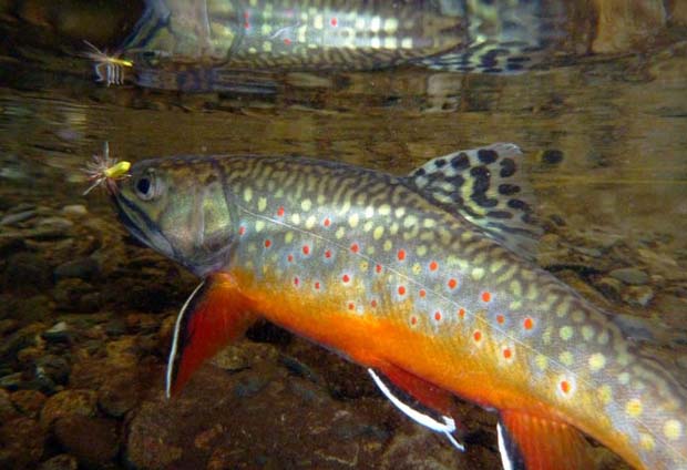 News: Georgia’s 1600 miles of trout waters open year ’round