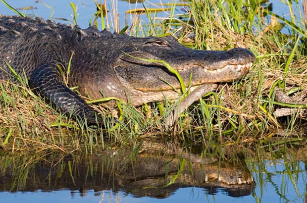 Conservation: Audubon Florida 2015 Report on State of The Everglades