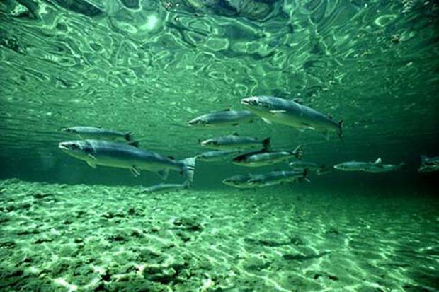 News: New model predicts fish population response to dams