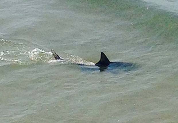 News: More people in the water distorts shark attack stats