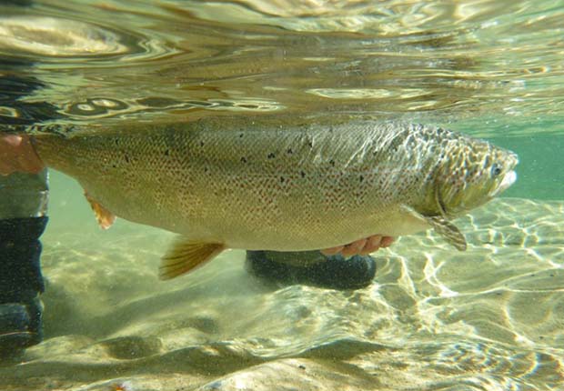 News: Overview of Quebec Atlantic Salmon Angling – 2015