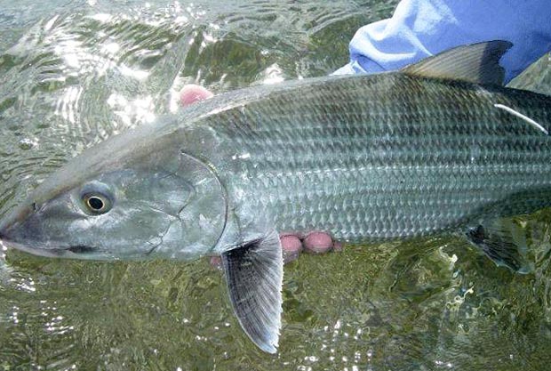 Bonefish & Tarpon Trust: Abaco bonefish genetics trip
