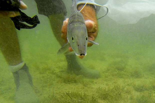 Bonefish & Tarpon Trust: Science paves the way for future of flats fishery conservation