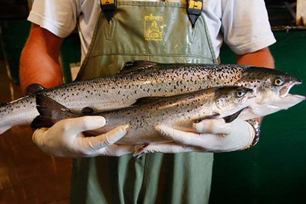 News: GMO Salmon approved in US