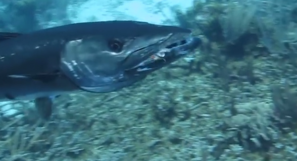 Cuda swallowing a lionfish...