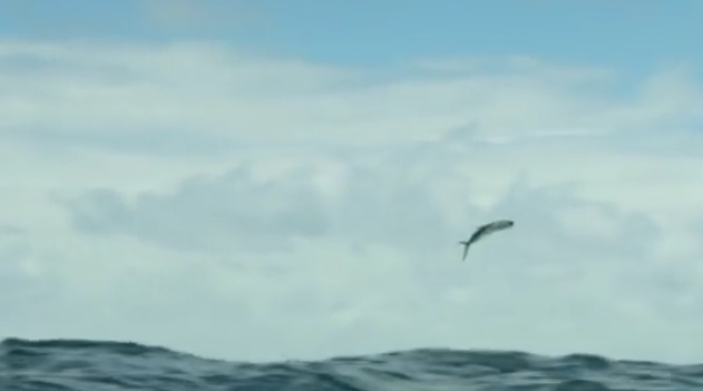 Video: Flying Fish, a day in the life…