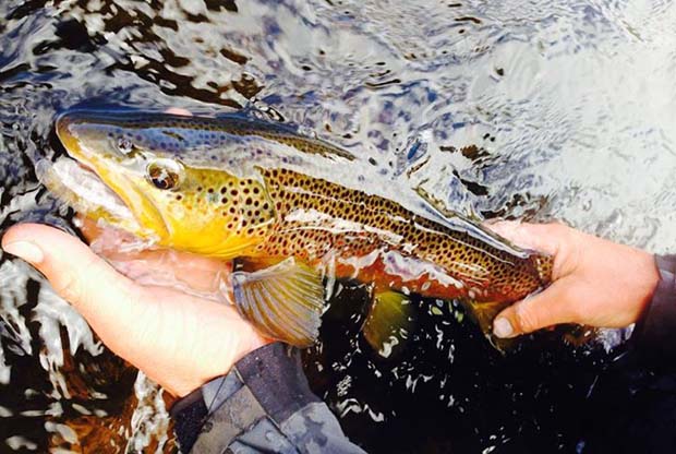 Reminder: 2015 WNC Fly Fishing Expo – December 4 & 5
