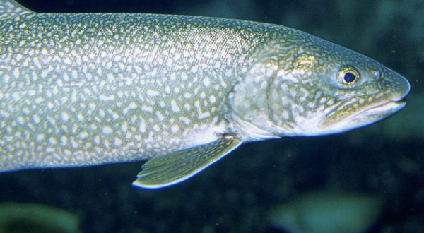 By Engbretson Eric, U.S. Fish and Wildlife Service [Public domain], via Wikimedia Commons