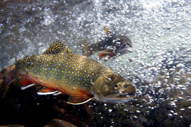 News: Climate change realities and Virginia’s brook trout