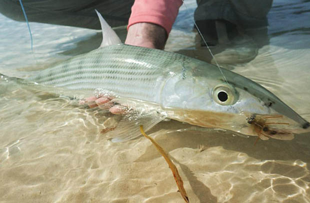 Bonefish & Tarpon Trust: Conservation Captain for January 2016 is Capt. Will Vallely