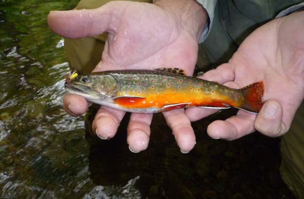 Conservation: Rehoming brook trout, the Dweller of Springs