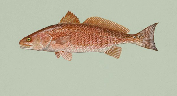 NOAA listed red drum, shown here, cobia, and almaco jack as examples of fish species that could be farmed in the Gulf of Mexico under the new permits. By Raver Duane, U.S. Fish and Wildlife Service [Public domain], via Wikimedia Commons
