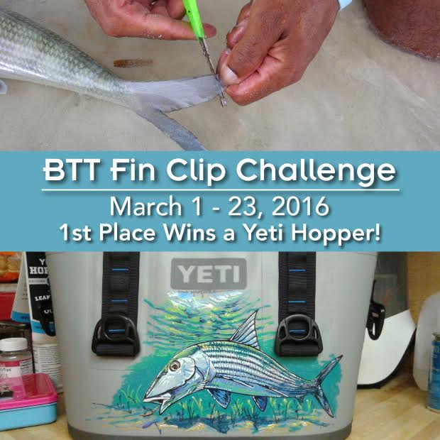 Bonefish & Tarpon Trust: Get involved in the Fin Clip Challenge