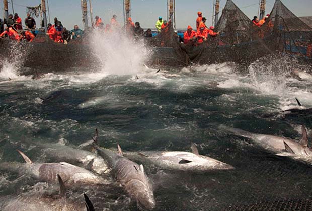 News: Why we’ve been hugely underestimating the overfishing of the oceans