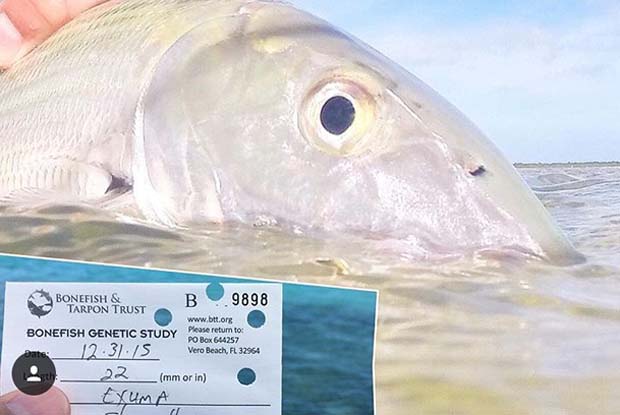 Bonefish & Tarpon Trust: Bonefish Aquafarming? Could this be the ticket to aplenty?