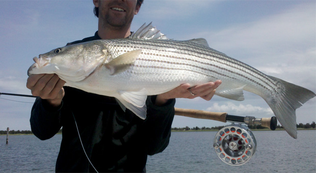 Feature: Springtime in the Northeast means stripers on the flats