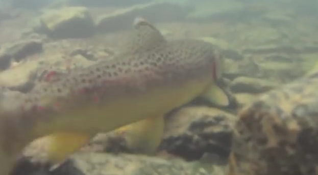 Video: Tips for wild trout in small streams