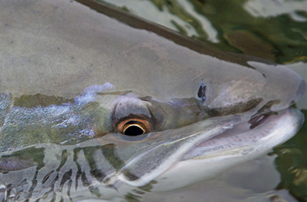 News: Is the Atlantic salmon population our environmental litmus?