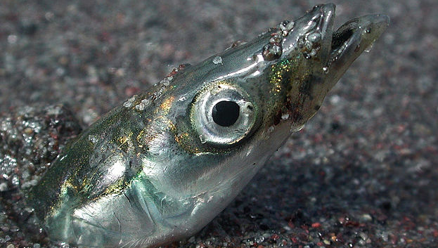 Pew: NOAA decision protects Pacific forage fish