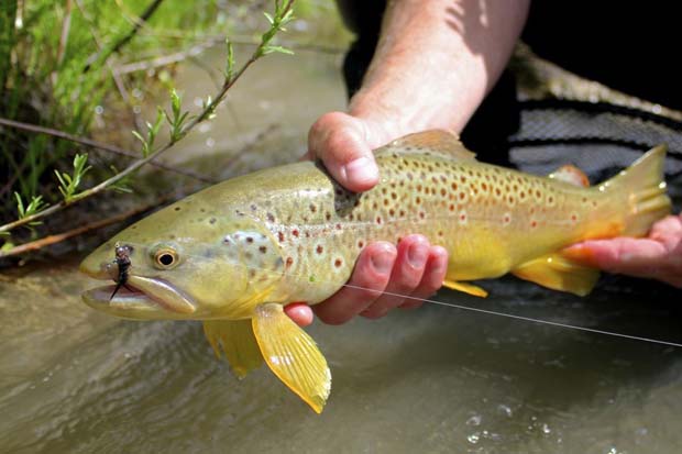 Of Interest: Is there a ‘Canary’ in the trout waters we fish?