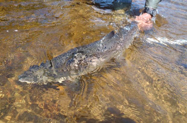 Release of large Atlantic salmon on Godbout River, QC, 2012 (photo ASF)