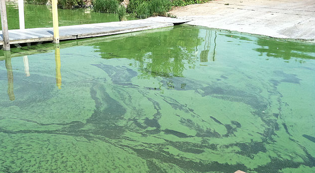 News: Finally, Gov. Rick Scott declares State of Emergency for algae blooms