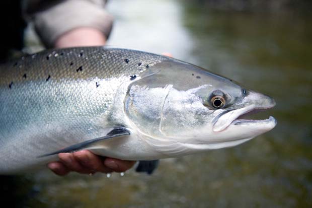 News: Greenland won’t give up going after salmon