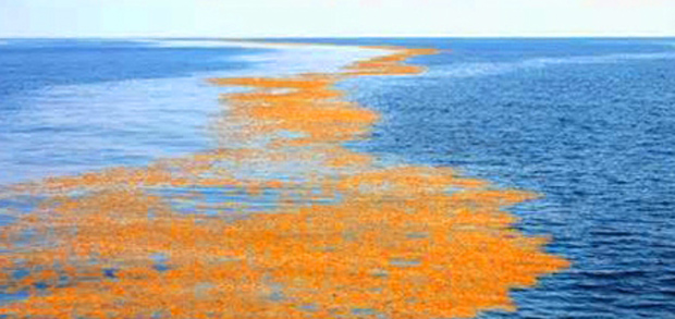 This sargassum weedline, miles offshore from Palm Beach, Florida. will disperse on a tide change so much so as not to be recognized as a weedline at all.