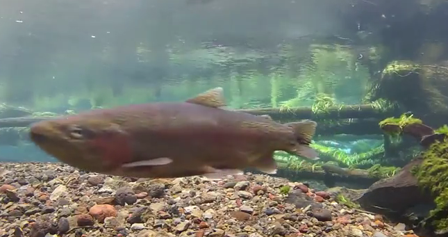 Video: Hypnotizing underwater trout footage