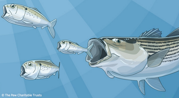 Pew Trust: 10 reasons to maintain the Atlantic menhaden catch limit in 2017