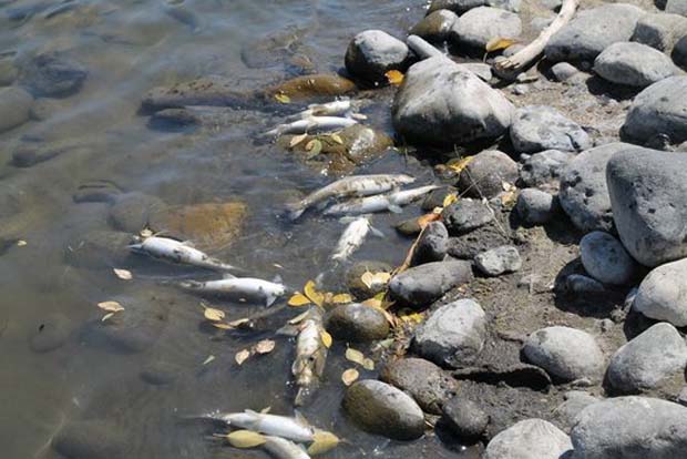 Image Montana FWP - Yellowstone River, August 2016 - whitefish kill/