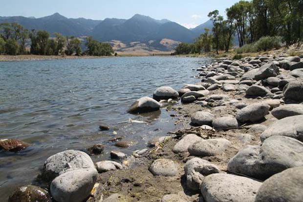 News: Parasite outbreak in Yellowstone River kills thousands of fish